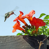 Hummingbird Carpet Epilobium Garrettii Rainbow Burst